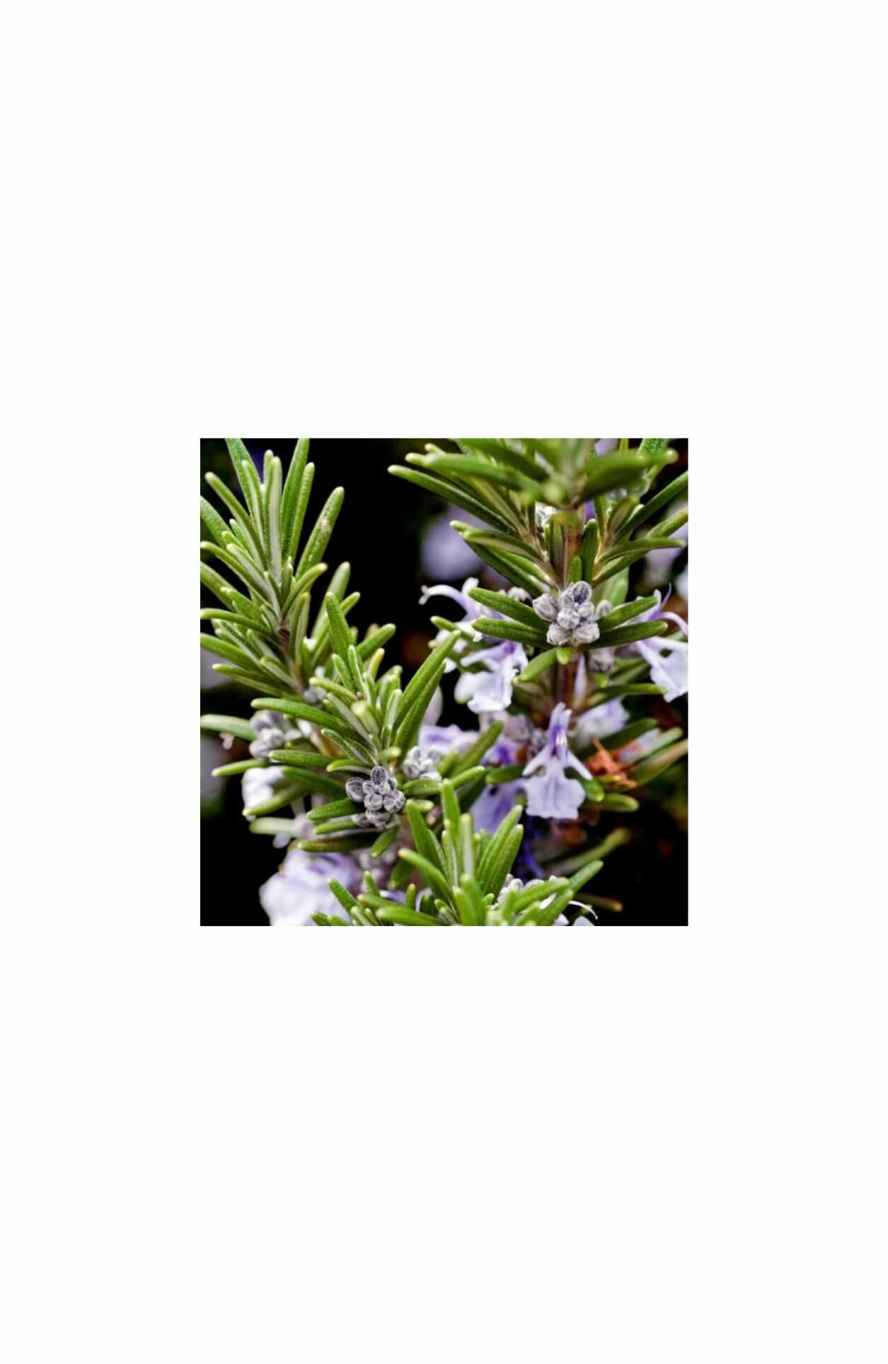 YODEYMA CAPRI, YODEYMA uniseks parfum, citrus parfum dames en heren, chypre parfum, parfum met sinaasappel, parfum met rozemarijn, parfum met sandelhout, frisse eau de parfum, YODEYMA parfum kopen, YODEYMA parfum Nijmegen, unisex parfum aanbieding, luxe parfum betaalbaar, online parfum kopen, goedkoop parfum, Online parfum bestellen