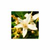 YODEYMA INSTINT Eau de Parfum – 50 ml