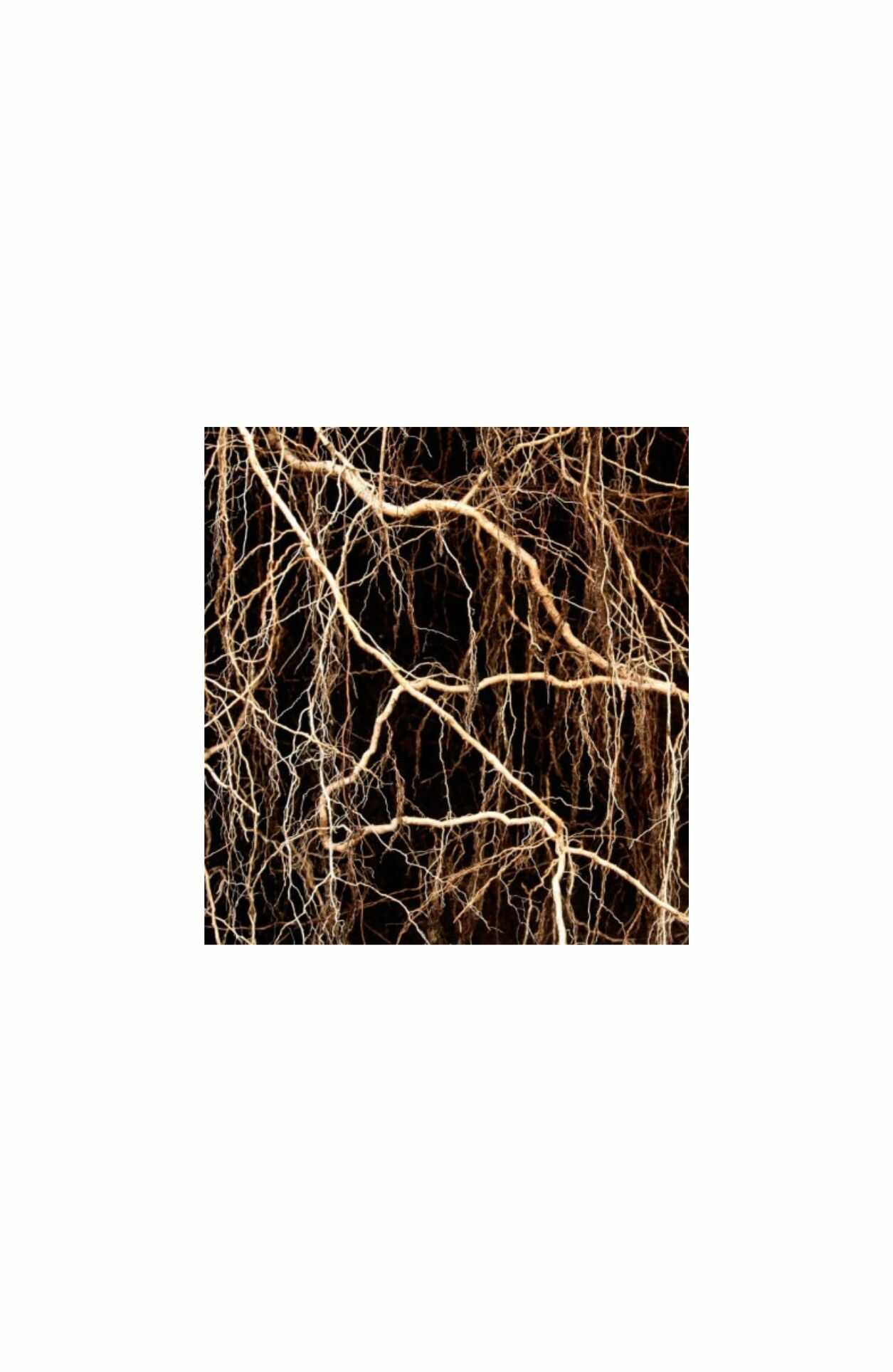 Narciso Rodriguez For Her, YODEYMA NICOLÁS FOR HER, YODEYMA damesparfum, dames parfum, witte muskus, luxe dames parfum, floral houtachtig, parfum vrouw, YODEYMA parfum kopen, damesparfum met vetiver, parfum met oranjebloesem, chic dames parfum, parfum voor moderne vrouw, YODEYMA parfum Nijmegen, parfum kopen bij CHARRA, damesparfum, CHARRA Nijmegen, luxe parfum online bestellen, YODEYMA parfum Nederland, goedkoop dames parfum.