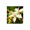Narciso Rodriguez For Her, YODEYMA NICOLÁS FOR HER, YODEYMA damesparfum, dames parfum, witte muskus, luxe dames parfum, floral houtachtig, parfum vrouw, YODEYMA parfum kopen, damesparfum met vetiver, parfum met oranjebloesem, chic dames parfum, parfum voor moderne vrouw, YODEYMA parfum Nijmegen, parfum kopen bij CHARRA, damesparfum, CHARRA Nijmegen, luxe parfum online bestellen, YODEYMA parfum Nederland, goedkoop dames parfum.
