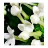 YODEYMA VERY SPECIAL AMBER FLORAL Eau de Parfum 15 ml.