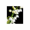 YODEYMA BEACH Eau de Parfum - 15 ml
