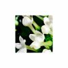 YODEYMA FOR YOU Eau de Parfum - 15 ml