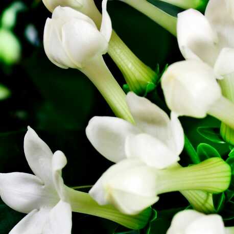 YODEYMA FOR YOU FLORAL FRUITY Eau de Parfum 15 ml.