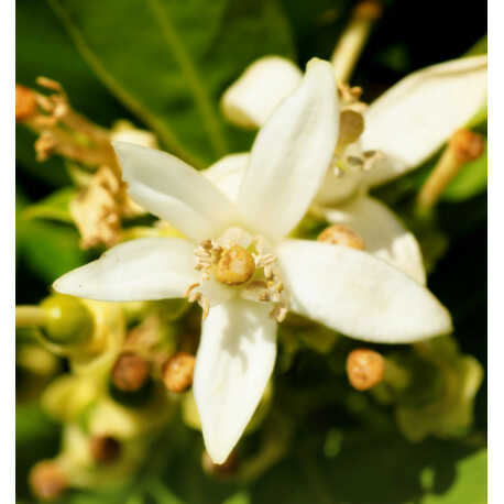 YODEYMA NICOLAS FOR HER FLORAL WOODY Eau de Parfum 15 ml.