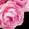 Yodeyma Dinara Eau de Parfum 15 ml – Luxe Geur voor Vrouwen | Inspirerende en Charismatische Parfums