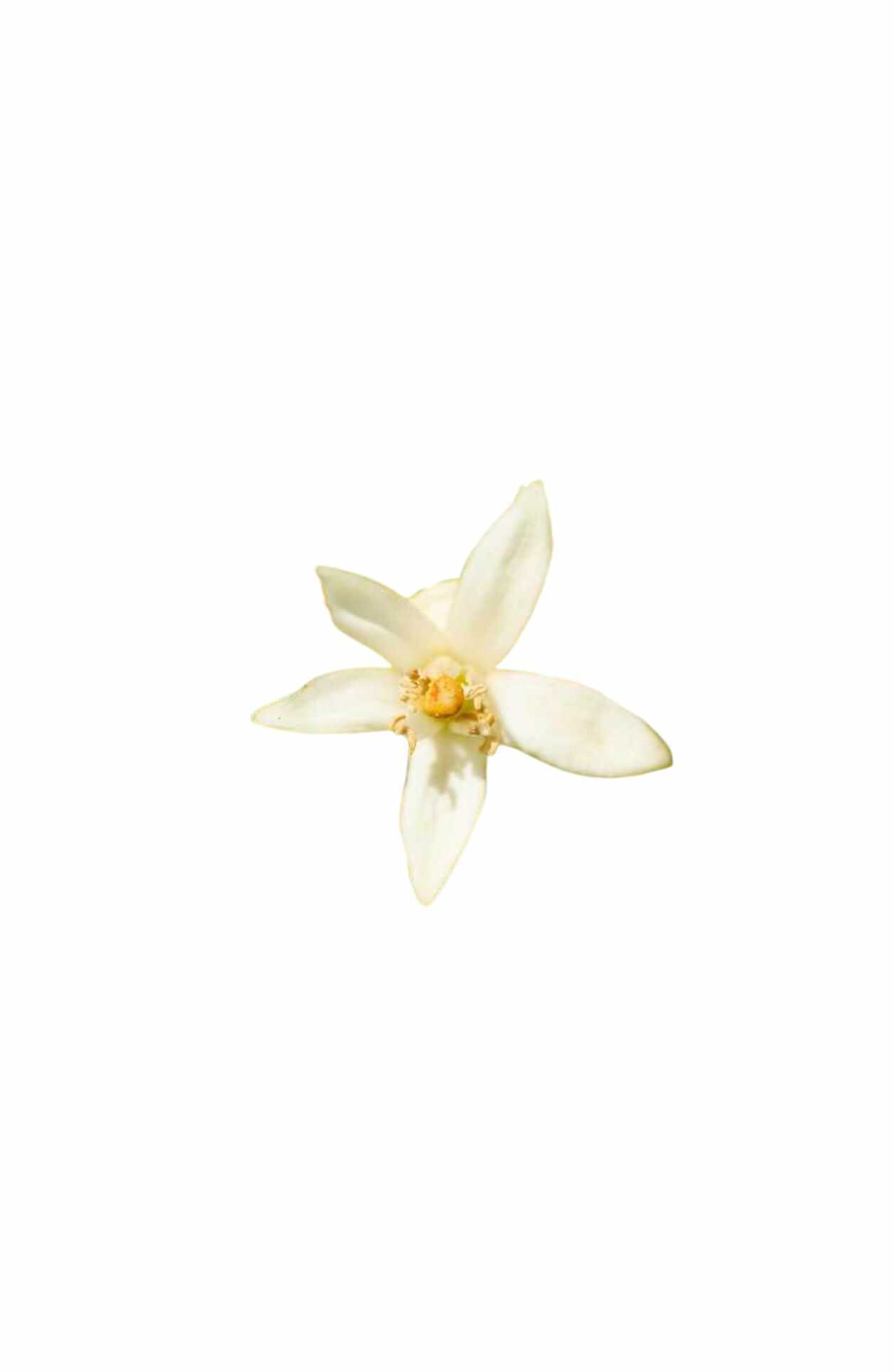 YODEYMA RESOLU Eau de Parfum – 50 ml