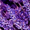 Lavendel als klassieke geurnoot in YODEYMA Caribbean herenparfum