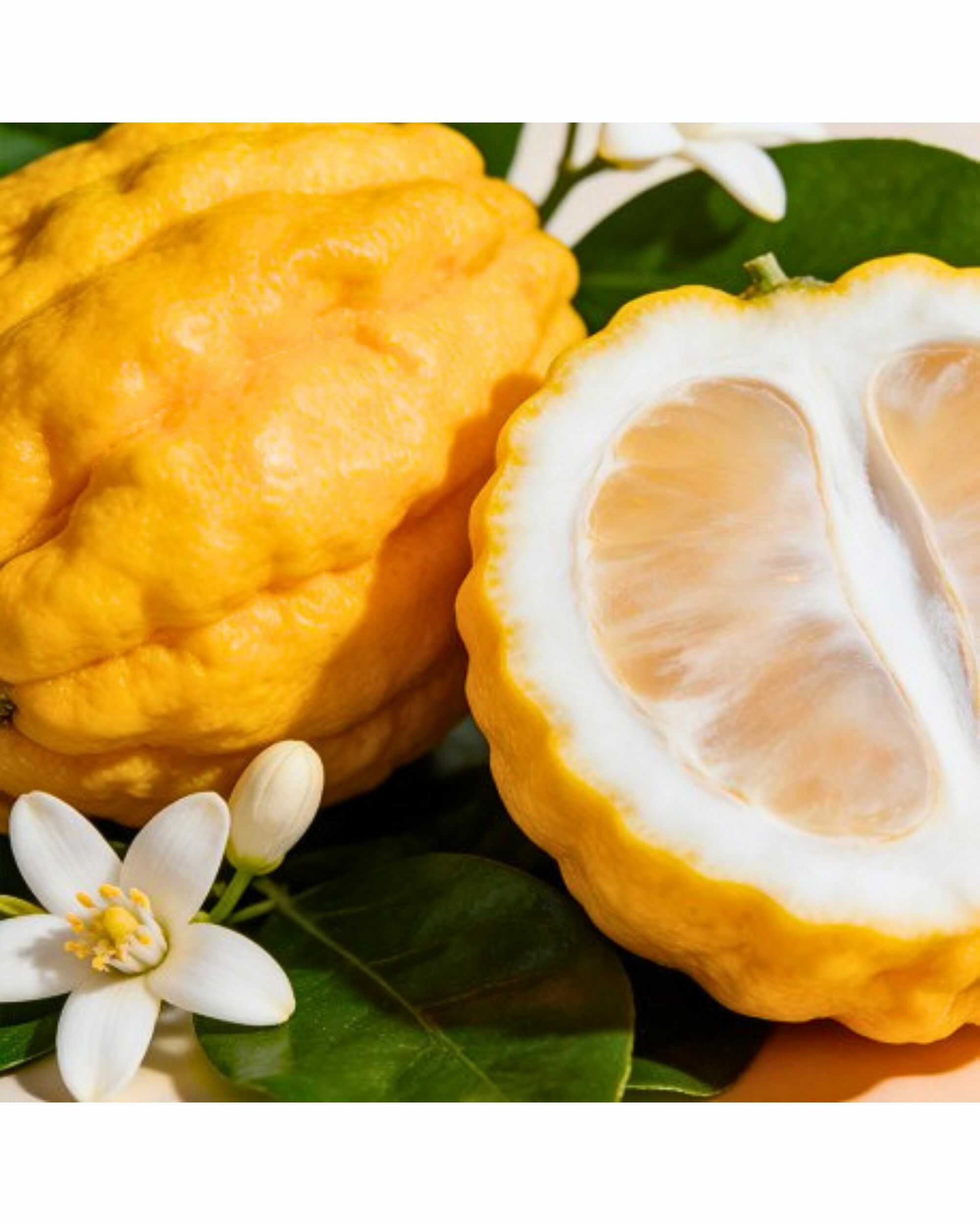 YODEYMA Dorian Eau de Parfum voor heren Aromatic Citrus parfum met citroen, neroli en zwarte thee verkrijgbaar bij CHARRA Nijmegen.