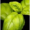 Basilicum zorgt voor de aromatische basis van YODEYMA Mint Ocean Eau de Parfum.