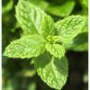 Frisse pepermunt als topnoot van YODEYMA Mint Ocean Eau de Parfum.
